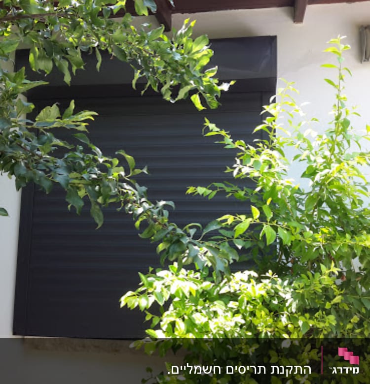 Aluminum shutter partially covered by green leaves